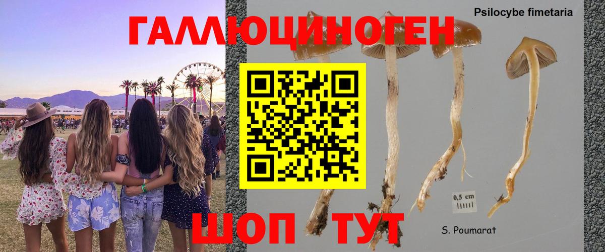Новокузнецк  Галлюциногенные грибы Psilocybe  Вход с VPN 